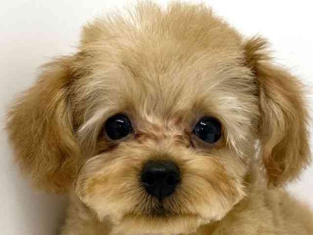 大阪府のトイプードル(トイ) (ひごペットフレンドリーくずはモール店/2025年12月8日生まれ/女の子/レッド)の子犬の1枚目の画像