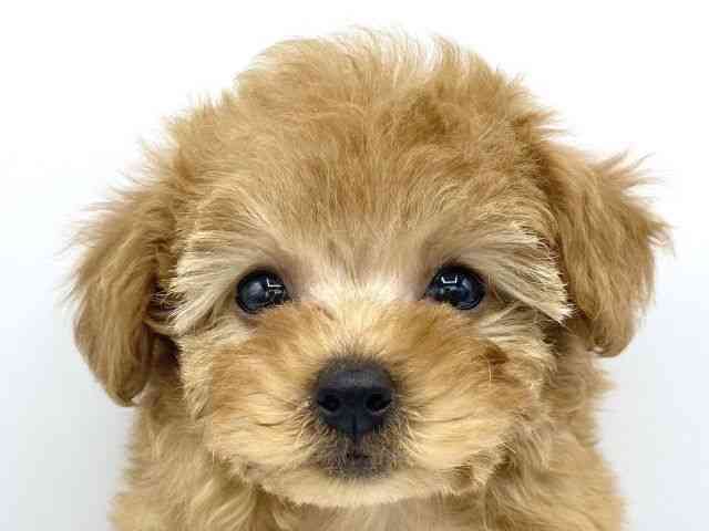 大阪府のトイプードル(トイ) (ひごペットフレンドリーららぽーとEXPOCITY店/2025年12月8日生まれ/女の子/レッド)の子犬の1枚目の画像