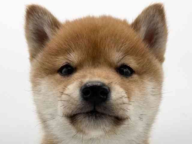 大阪府の柴犬(標準サイズ) (ひごペットフレンドリーららぽーとEXPOCITY店/2025年12月7日生まれ/男の子/赤)の子犬の1枚目の画像