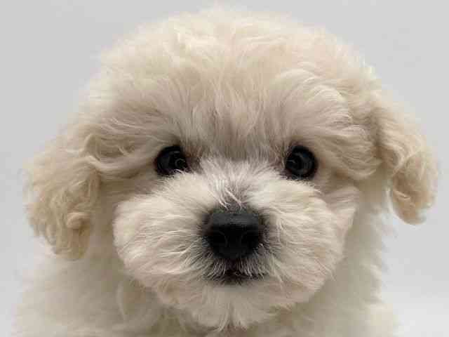 島根県のビションプー(ビションフリーゼ×プードル) (ひごペットフレンドリーイオンモール出雲店/2025年12月6日生まれ/男の子/クリーム)の子犬の1枚目の画像