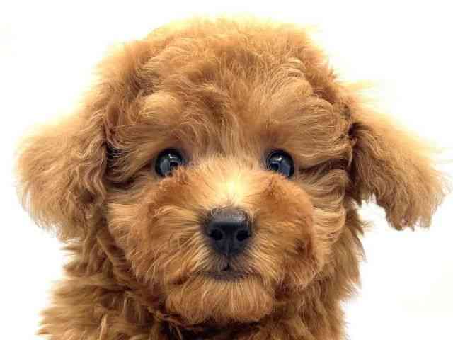 兵庫県のトイプードル(トイ) (ひごペットフレンドリークラウンパーク伊丹店/2025年11月29日生まれ/男の子/レッド)の子犬の1枚目の画像