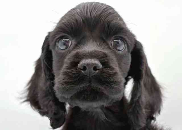 島根県のアメリカンコッカースパニエル (ひごペットフレンドリーイオン松江ショッピングセンター店/2025年12月8日生まれ/女の子/ブラック)の子犬