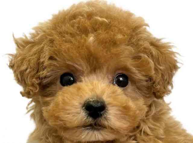 愛媛県のトイプードル(トイ) (ひごペットフレンドリーエミフルMASAKI店/2025年12月7日生まれ/女の子/レッド)の子犬の1枚目の画像