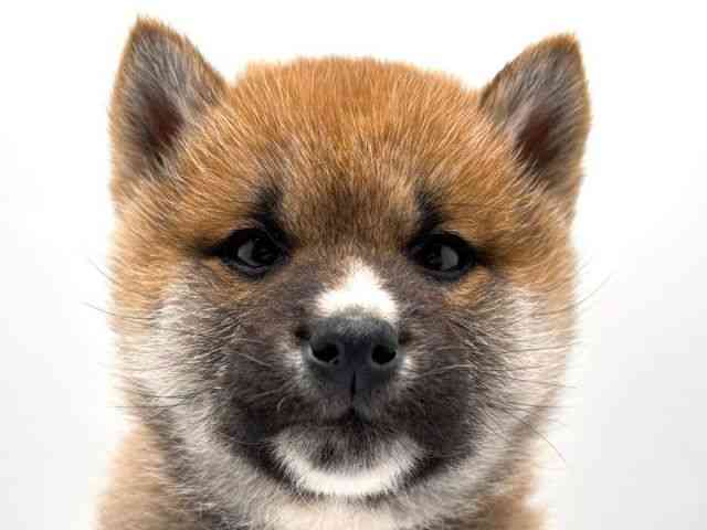 奈良県の柴犬(標準サイズ) (ひごペットフレンドリー田原本店/2025年12月8日生まれ/男の子/赤)の子犬の1枚目の画像