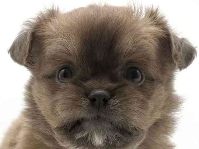 愛知県のチワズー/チワシーズ(チワワ×シーズー) (ひごペットフレンドリープライムツリー赤池店/2025年12月7日生まれ/男の子/フォーン)の子犬の1枚目の画像