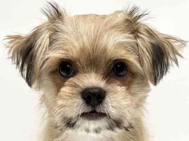 愛知県のチワズー/チワシーズ(チワワ×シーズー) (ひごペットフレンドリープライムツリー赤池店/2025年12月7日生まれ/男の子/フォーン)の子犬の1枚目の画像