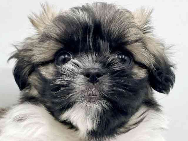 奈良県のペキマル/マルペキ(ペキニーズ×マルチーズ) (ひごペットフレンドリートナリエ大和高田店/2025年12月7日生まれ/女の子/ホワイトゴールド)の子犬の1枚目の画像