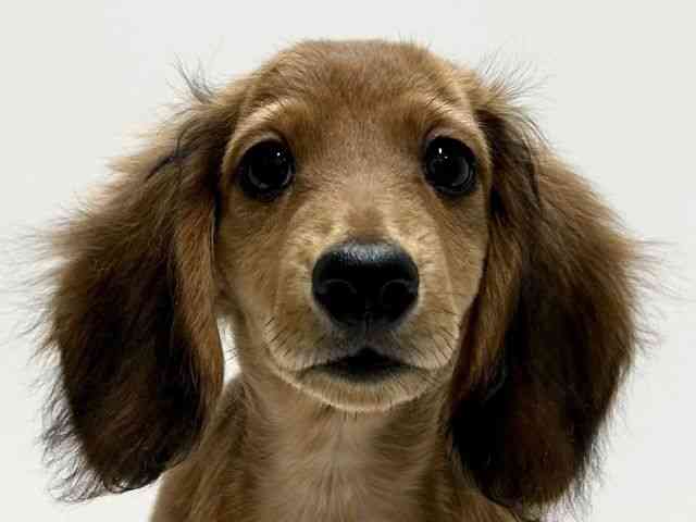 愛知県のカニンヘンダックスフンド(ロング) (ひごペットフレンドリーららぽーと名古屋みなとアクルス店/2025年12月7日生まれ/男の子/シェーデットレッド)の子犬の1枚目の画像