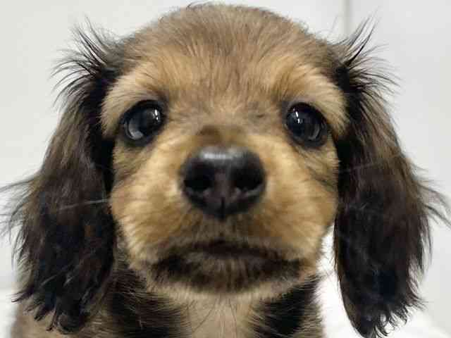 高知県のカニンヘンダックスフンド(ロング) (ひごペットフレンドリーイオンモール高知店/2025年12月7日生まれ/男の子/シェーデットレッド)の子犬の1枚目の画像