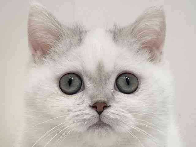 大阪府のミヌエット (ひごペットフレンドリーイオン高槻店/2025年10月30日生まれ/男の子/シルバータビーホワイトバン)の子猫の1枚目の画像