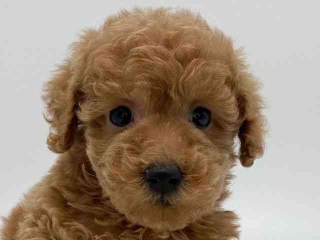 島根県のトイプードル(トイ) (ひごペットフレンドリーイオンモール出雲店/2025年12月7日生まれ/男の子/レッド)の子犬