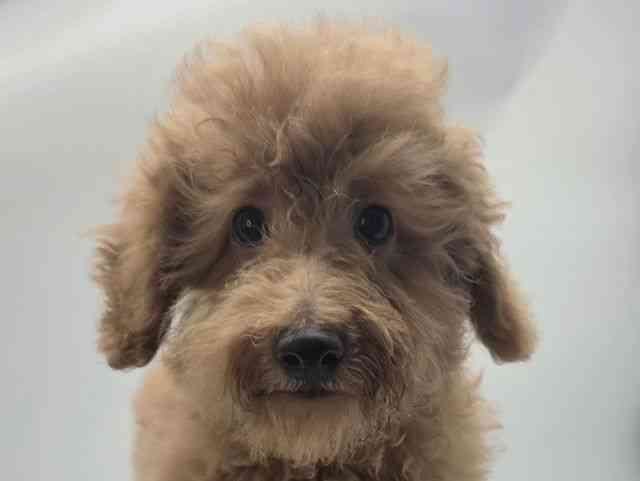 島根県のトイプードル(トイ) (ひごペットフレンドリーイオンモール出雲店/2025年12月7日生まれ/男の子/レッド)の子犬の1枚目の画像