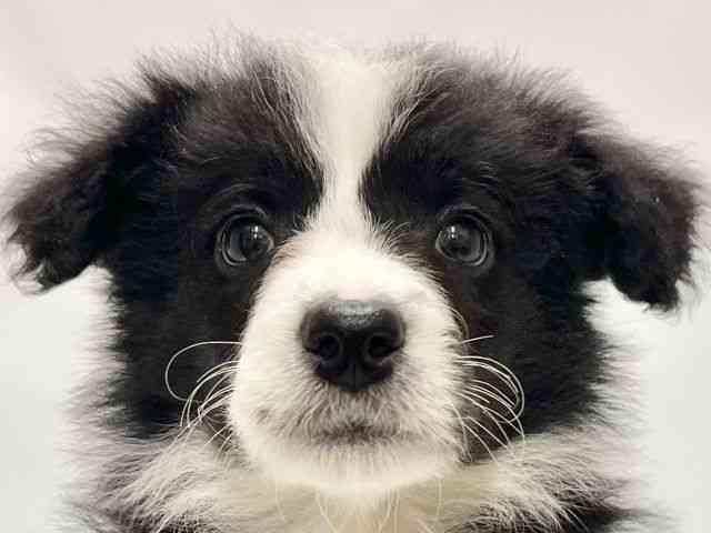 高知県のボーダーコリー (ひごペットフレンドリーイオンモール高知店/2025年12月8日生まれ/女の子/ブラックホワイト)の子犬の1枚目の画像