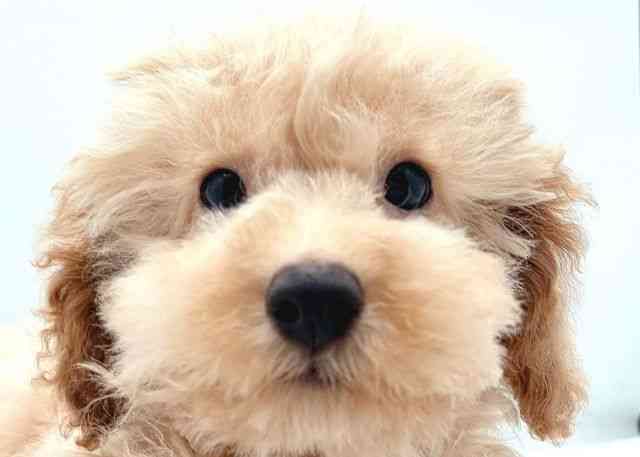 島根県のトイプードル(トイ) (ひごペットフレンドリーイオン松江ショッピングセンター店/2025年12月9日生まれ/男の子/クリーム)の子犬の1枚目の画像