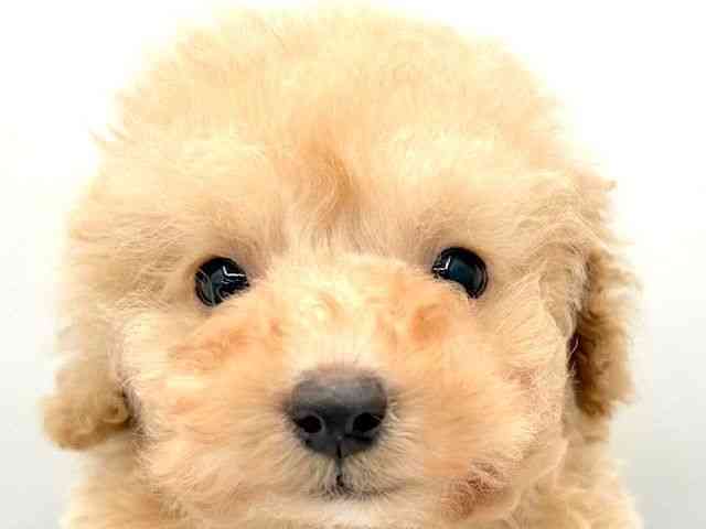 島根県のトイプードル(トイ) (ひごペットフレンドリーイオン松江ショッピングセンター店/2025年12月9日生まれ/男の子/クリーム)の子犬の1枚目の画像