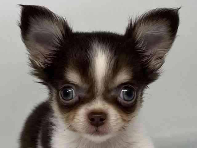 徳島県のチワワ(ロング) (ひごペットフレンドリーゆめタウン徳島店/2025年12月9日生まれ/男の子/チョコレートタンホワイト)の子犬