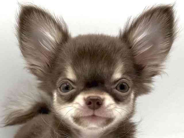 愛知県のチワワ(ロング) (ひごペットフレンドリープライムツリー赤池店/2025年12月9日生まれ/男の子/チョコレートタンホワイト)の子犬の1枚目の画像