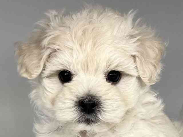 徳島県のマルプー(マルチーズ×プードル) (ひごペットフレンドリーゆめタウン徳島店/2025年11月25日生まれ/男の子/クリーム)の子犬の1枚目の画像