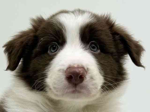 兵庫県のボーダーコリー (ひごペットフレンドリーブルメールHAT神戸店/2025年12月7日生まれ/男の子/チョコレートホワイト)の子犬の1枚目の画像