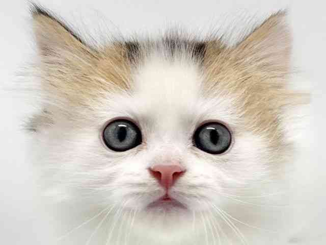 大阪府のマンチカン (ひごペットフレンドリーイオンタウン豊中庄内店/2025年12月5日生まれ/男の子/ブラウンタビーホワイト)の子猫の1枚目の画像