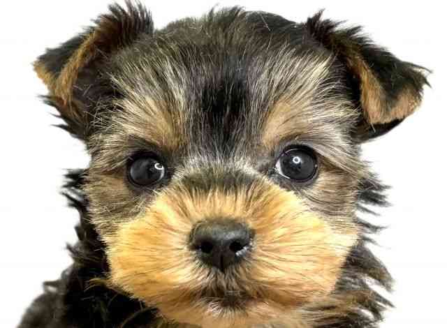 愛媛県のヨークシャーテリア (ひごペットフレンドリーエミフルMASAKI店/2025年12月8日生まれ/女の子/スチールブルータン)の子犬の1枚目の画像