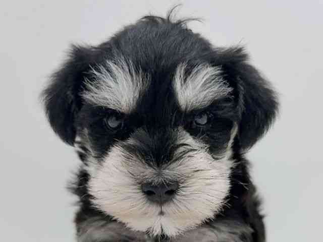 広島県のミニチュアシュナウザー (ひごペットフレンドリーフジグラン神辺店/2025年12月9日生まれ/男の子/ブラックシルバー)の子犬