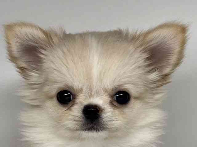 徳島県のチワワ(ロング) (ひごペットフレンドリーゆめタウン徳島店/2025年12月8日生まれ/女の子/クリームホワイト)の子犬の1枚目の画像