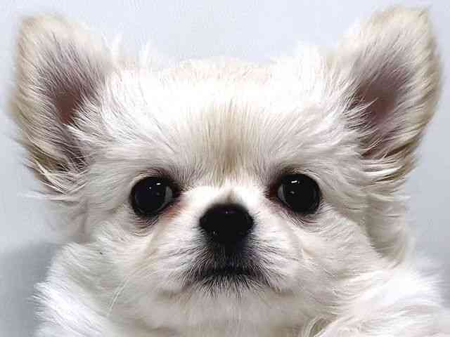 奈良県のチワワ(ロング) (ひごペットフレンドリー奈良パワーシティ店/2025年12月8日生まれ/女の子/クリーム)の子犬の1枚目の画像