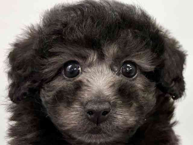 大阪府のトイプードル(トイ) (ひごペットフレンドリーイトーヨーカドー津久野店/2025年12月7日生まれ/女の子/シルバー)の子犬の1枚目の画像