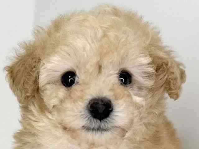 兵庫県のトイプードル(トイ) (ひごペットフレンドリーイトーヨーカドー明石店/2025年12月9日生まれ/女の子/アプリコット)の子犬