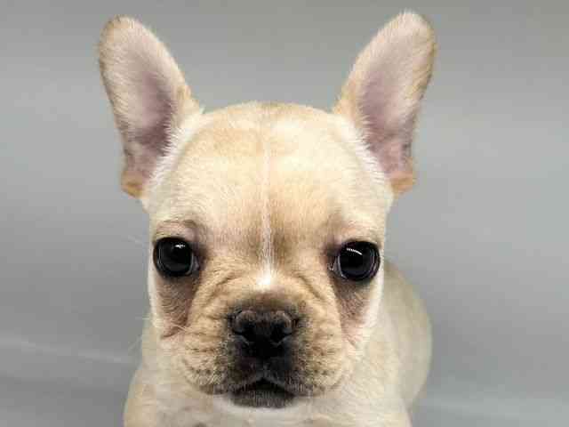 徳島県のフレンチブルドッグ (ひごペットフレンドリーゆめタウン徳島店/2025年12月7日生まれ/女の子/クリーム)の子犬の1枚目の画像