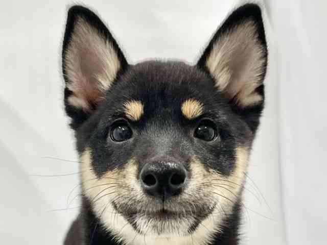 高知県の柴犬(標準サイズ) (ひごペットフレンドリーイオンモール高知店/2025年12月6日生まれ/男の子/黒)の子犬の1枚目の画像