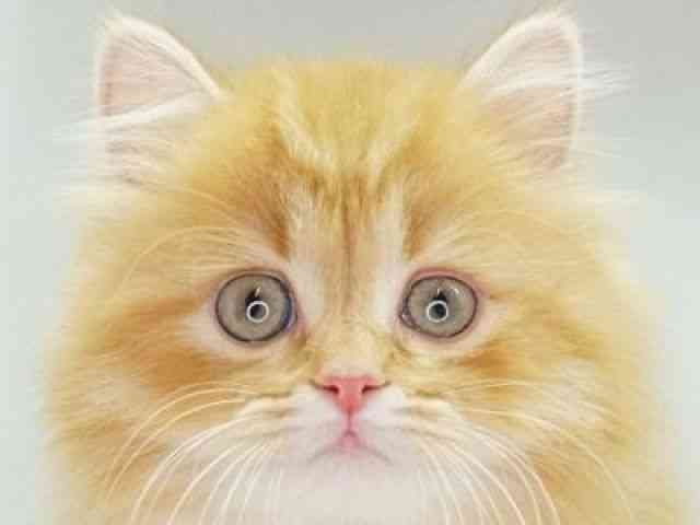 福岡県のラガマフィン (ひごペットフレンドリーゆめタウン筑紫野店/2025年12月1日生まれ/男の子/レッドタビー)の子猫の1枚目の画像