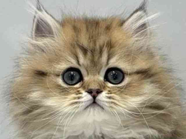 2025年12月1日生まれのペルシャ