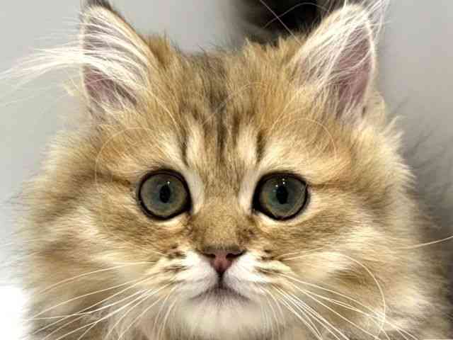 大阪府のペルシャ (ひごペットフレンドリーセブンパーク天美店/2025年12月1日生まれ/男の子/チンチラゴールデン)の子猫の1枚目の画像