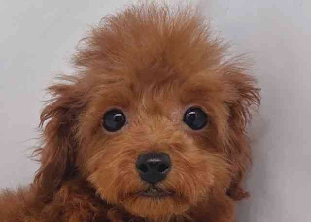 鳥取県のトイプードル(トイ) (ひごペットフレンドリーイオンモール鳥取北店/2025年12月6日生まれ/女の子/レッド)の子犬