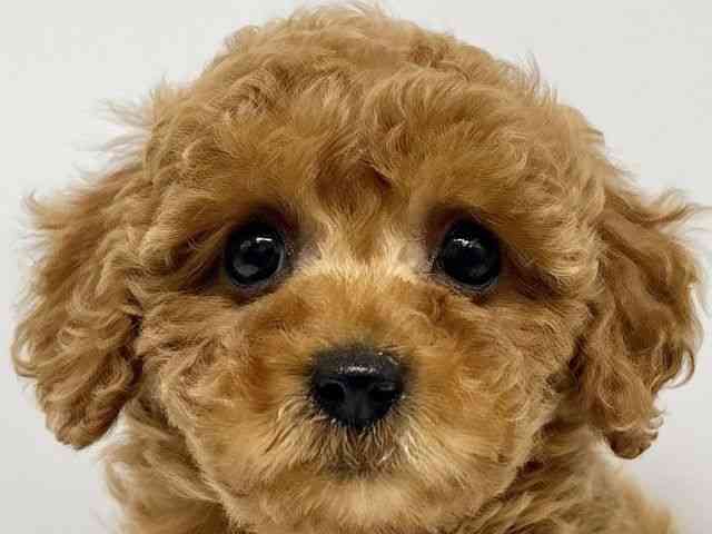 大阪府のトイプードル(トイ) (ひごペットフレンドリーイオンタウン豊中庄内店/2025年12月5日生まれ/女の子/レッド)の子犬