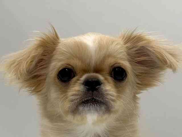 愛知県のチワペキ/ペキチー/ペキチワ(チワワ×ペキニーズ) (ひごペットフレンドリーヴィアモール アピタ江南西店/2025年12月6日生まれ/女の子/クリームホワイト)の子犬の1枚目の画像