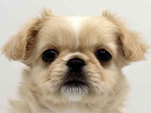 大阪府のチワペキ/ペキチー/ペキチワ(チワワ×ペキニーズ) (ひごペットフレンドリーみのおキューズモール店/2025年12月6日生まれ/女の子/クリームホワイト)の子犬の1枚目の画像