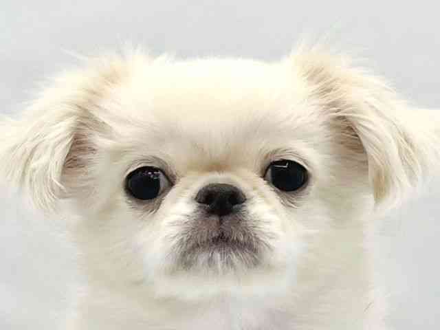 大阪府のチワペキ/ペキチー/ペキチワ(チワワ×ペキニーズ) (ひごペットフレンドリーイトーヨーカドー津久野店/2025年12月6日生まれ/男の子/クリームホワイト)の子犬の1枚目の画像