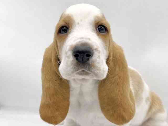 大阪府のバセットハウンド (ひごペットフレンドリーららぽーとEXPOCITY店/2025年11月28日生まれ/女の子/レモンホワイト)の子犬の1枚目の画像