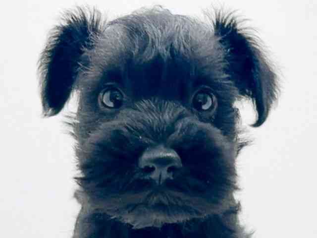 広島県のミニチュアシュナウザー (ひごペットフレンドリーフジグラン神辺店/2025年12月2日生まれ/男の子/ブラック)の子犬の1枚目の画像