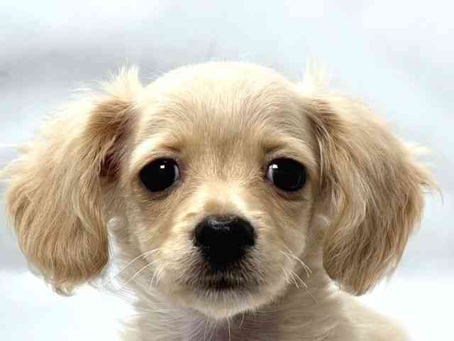 大阪府のチワックス(チワワ×ダックス) (ひごペットフレンドリー堺プラットプラット店/2025年12月6日生まれ/男の子/イエロー)の子犬の1枚目の画像