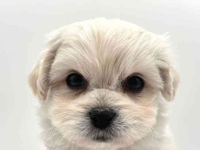 奈良県のハーフ犬・ミックス犬 (ひごペットフレンドリー田原本店/2025年12月8日生まれ/女の子/ホワイト)の子犬の1枚目の画像