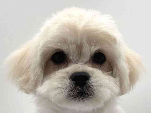 奈良県のハーフ犬・ミックス犬 (ひごペットフレンドリー田原本店/2025年12月8日生まれ/女の子/ホワイト)の子犬の1枚目の画像