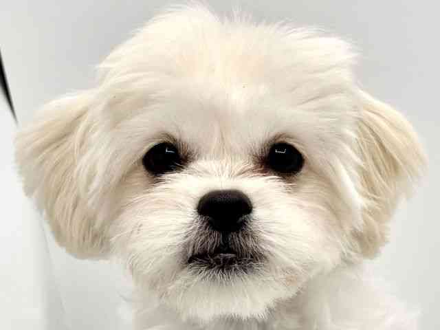 大阪府のハーフ犬・ミックス犬 (ひごペットフレンドリーみのおキューズモール店/2025年12月8日生まれ/女の子/ホワイト)の子犬の1枚目の画像