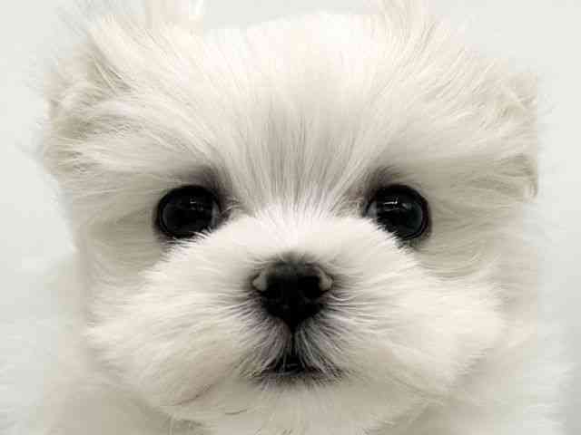 大阪府のマルチーズ (ひごペットフレンドリーららぽーとEXPOCITY店/2025年12月9日生まれ/男の子/ホワイト)の子犬の1枚目の画像