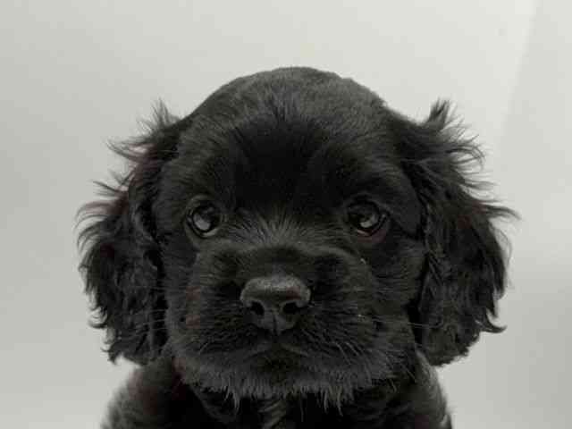 愛知県のアメリカンコッカースパニエル (ひごペットフレンドリーヴィアモール アピタ江南西店/2025年12月8日生まれ/女の子/ブラック)の子犬の1枚目の画像