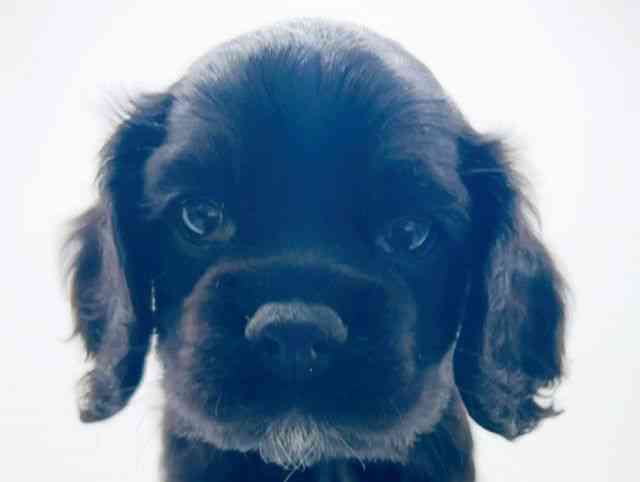 広島県のアメリカンコッカースパニエル (ひごペットフレンドリーフジグラン神辺店/2025年12月8日生まれ/女の子/ブラック)の子犬の1枚目の画像