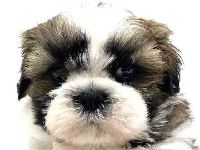 兵庫県のシーズー (ひごペットフレンドリーブルメールHAT神戸店/2025年12月8日生まれ/男の子/ホワイトゴールド)の子犬の1枚目の画像